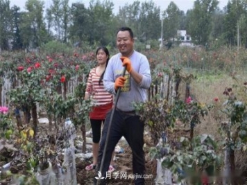 收來的月季老樁15塊錢一棵，枯死只能當(dāng)柴火，走進(jìn)南陽內(nèi)鄉(xiāng)樹形月季園