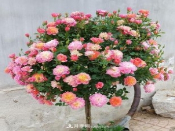 超微型月季嫁接樹月多少個(gè)芽點(diǎn)最好？
