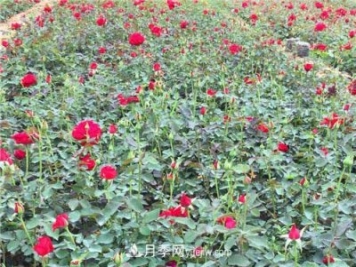 湖北宜昌:年輕夫妻創(chuàng)辦月季種植園，累并快樂著！