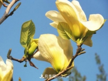 南召玉蘭養(yǎng)護(hù)小知識(shí)