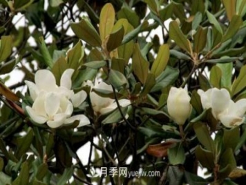 南召?gòu)V玉蘭樹(shù)種植方法，適合種植在家里嗎