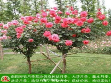 樹狀月季，藤本月季，大花月季，貨源充足價(jià)格合理