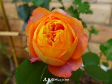 專屬12星座的月季花，你的星座是什么月季