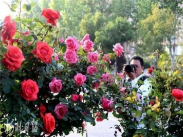 河北邢臺(tái)：月季花開(kāi)美如畫(huà)