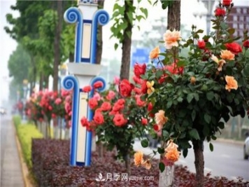 河北北京天津樹(shù)狀月季成風(fēng)景線，四季應(yīng)該怎么養(yǎng)護(hù)？