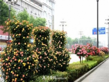 批發(fā)供應(yīng)月季花瓶、月季花球等藤本造型月季