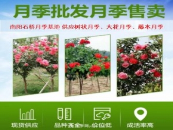 大花月季批發(fā)，樹狀月季批發(fā)，中國月季之鄉(xiāng)價格就是香！