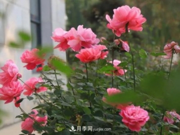 初冬，洛陽(yáng)師范學(xué)院留得月季獨(dú)艷