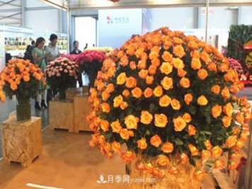 2020年云南“10大名花”千萬元獎勵，多個月季種苗獲獎