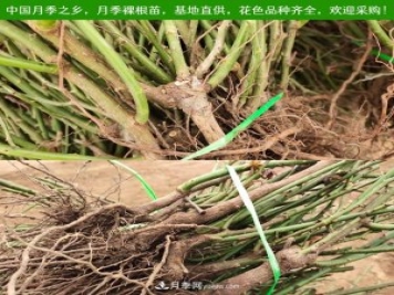 月季裸根苗，2020南陽(yáng)月季裸根苗大量出貨中