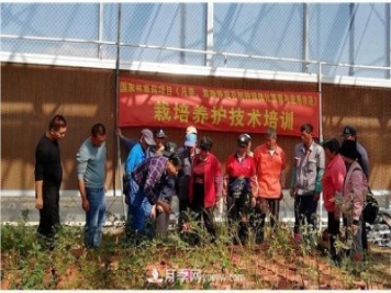 上海崇明舉辦月季繁殖栽培及冬季養(yǎng)護技術(shù)培訓(xùn)