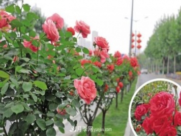 西安高新區(qū)，夏季樹狀月季花開正艷