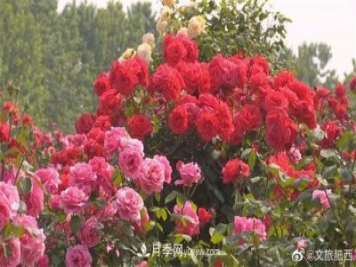 肥西縣三河鎮(zhèn)百畝樹狀月季園：花開正艷，產(chǎn)業(yè)增收