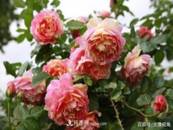 河南省各市市花，洛陽牡丹最出名，月季最受歡迎