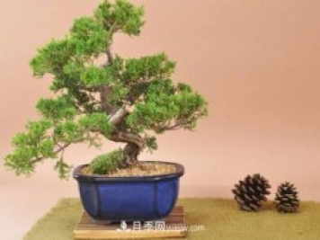 中國十大盆景排名，名貴盆景有哪些？