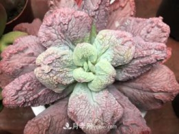 十大最丑多肉，你見過哪幾種？