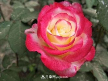 香水月季的栽培方法有哪些？