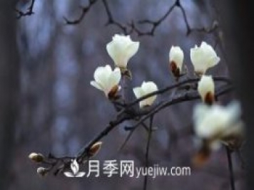 南召白玉蘭，廣玉蘭，紫玉蘭有什么區(qū)別，種植方法有哪些？