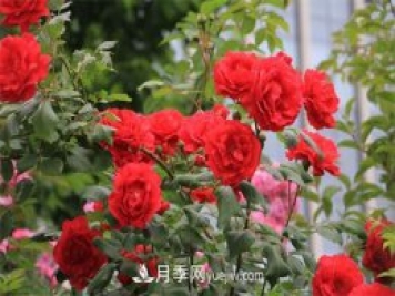 石家莊適合養(yǎng)月季花，市花和市樹(shù)是什么