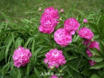 洛陽(yáng)牡丹花的特點(diǎn)是什么？