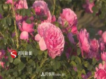 宿遷泗陽(yáng)：博士月季姐姐用快繁技術(shù)建起一座鮮花小鎮(zhèn)
