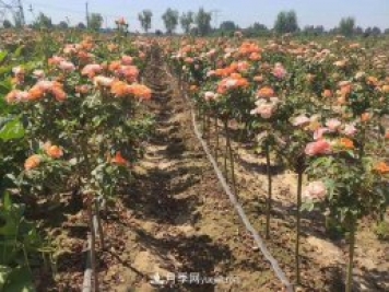 棒棒糖月季樹和樹樁月季有什么區(qū)別？