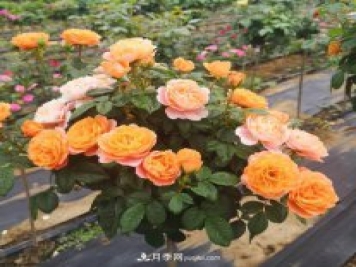 四川棒棒糖月季，重慶棒棒糖月季批發(fā)