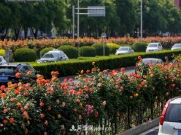 道路樹狀月季，行道月季樹