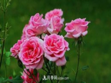 中國月季（國月）的魅力，南陽是中國月季核心原產(chǎn)地