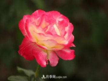 一年長占四時春—月季花，月季網(wǎng)帶你重新認識月季
