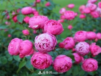 通過(guò)以下4點(diǎn)來(lái)區(qū)分月季和玫瑰