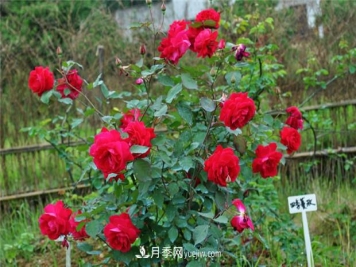 四季濃香蔓玫月季的優(yōu)缺點(diǎn)是什么？