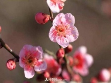 淮北市的市花是什么？月季花的花語寓意