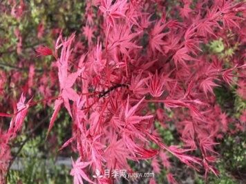 雞爪槭和紅楓的區(qū)別，葉片、枝干、花果期