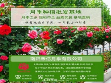 批發(fā)南陽月季，就選擇南陽禾億月季基地，放心