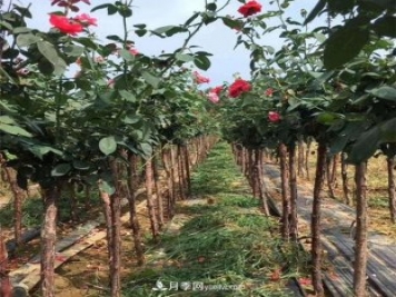 3公分月季樹(shù)，樹(shù)狀月季價(jià)格，小高桿月季基地