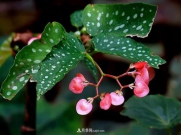 網(wǎng)紅花卉之鱒魚秋海棠，葉奇花美，如何進(jìn)行日常養(yǎng)護(hù)