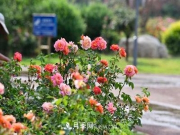 200多種月季花，花卉新品種豐富壽光城市園林色彩