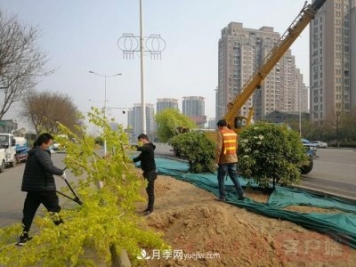 新鄉(xiāng)道路綠化升級(jí)喜現(xiàn)彩色樹(shù)，樹(shù)狀月季來(lái)了