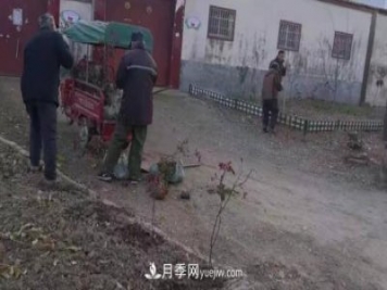 駐馬店確山朗陵街道引進一批月季花
