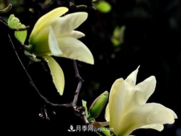 南陽黃玉蘭的繁殖和養(yǎng)護(hù)