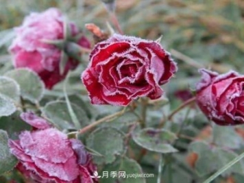 盆栽月季花冬季管理必知，修剪、防凍、防風
