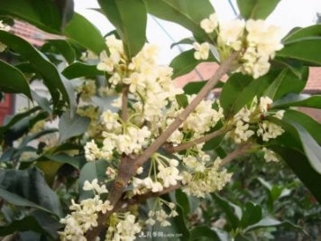 南陽(yáng)桂花多達(dá)45個(gè)品種，漲知識(shí)了
