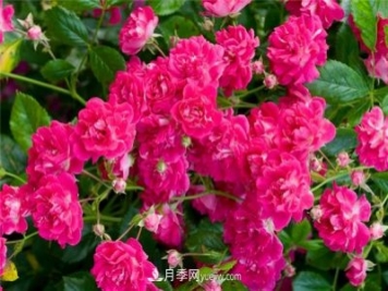 超級(jí)?？巳麪査_月季