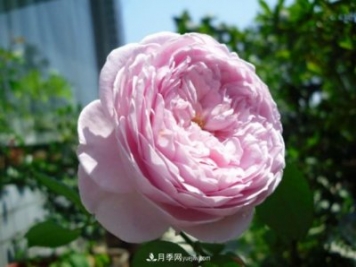 歐月月季種一棵長(zhǎng)一片，陽臺(tái)庭院都能養(yǎng)，見過的人都喜歡