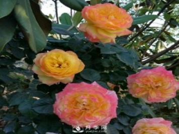 藤彩虹月季有多個顏色，喜歡嗎