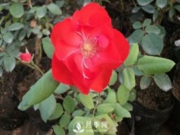 莫海姆豐花月季的種植方法你知道了嗎？