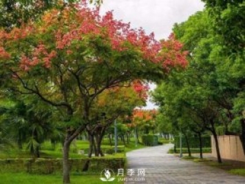 欒樹(shù)苗木
