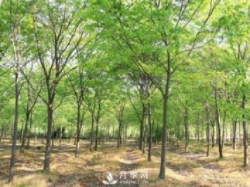 櫸樹(shù)苗木