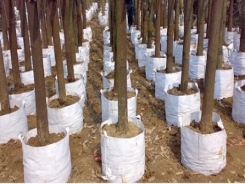 月季植樹袋美植袋耐用嗎？壽命多久？